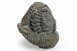 Ball Of Three Flexicalymene Trilobite Fossils - Mt Orab, Ohio #224977-5